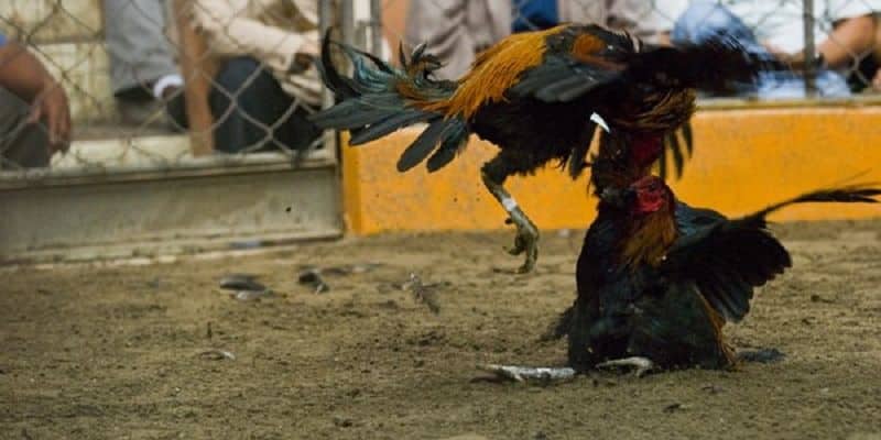 Đặc điểm nhận diện gà chọi hay – dáng oai, mắt sáng, cựa chuẩn